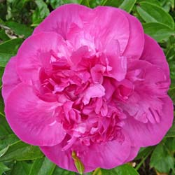 paeonia lactiflora felix crousse